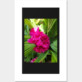 gift, for birthday happy birthday beautiful, flower Posters and Art